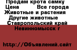 Продам крота самку › Цена ­ 200 - Все города Животные и растения » Другие животные   . Ставропольский край,Невинномысск г.